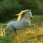 Sonhar com cavalo branco: significados