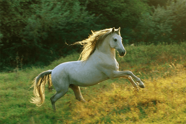 Sonhar com cavalo branco: significados