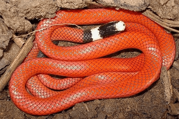 Sonhar com cobra vermelha: quais são os significados?