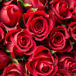 Sonhar com rosas: é um bom sinal ou não?