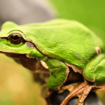 Sonhar com sapo verde: o que significa?