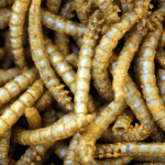 Sonhar com vermes: quais são os significados?