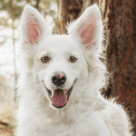 Sonhar com cachorro branco: o que isso quer dizer?