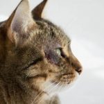 Sonhar com gato morto: quais são os significados?