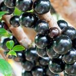 Sonhar com jabuticaba: o que isso significa?