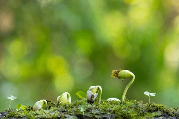 Sonhar com plantas: o que significa? Veja aqui!