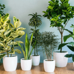 Sonhar com plantas: o que significa? Veja aqui!