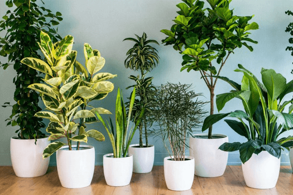 Sonhar com plantas: o que significa? Veja aqui!