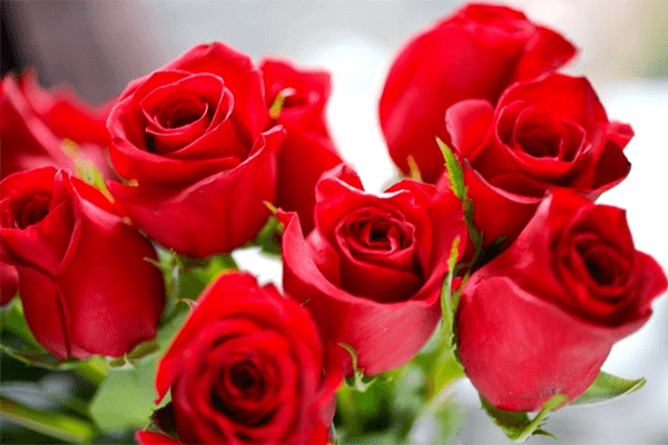 Sonhar com rosas vermelhas: o que isso quer dizer?
