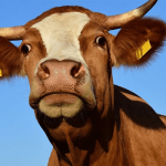 Sonhar com vaca brava: quais são os significados?