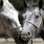 Sonhar com cavalo marrom: o que isso quer dizer? Veja aqui!