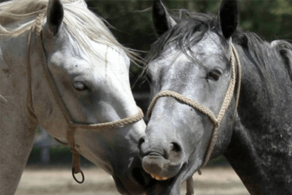 Sonhar com cavalo marrom: o que isso quer dizer? Veja aqui!