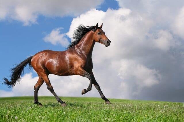 Sonhar com cavalo marrom: o que isso quer dizer? Veja aqui!