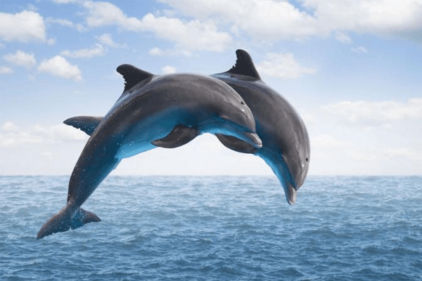 Sonhar com golfinho: é boa ou má sorte? Veja aqui os significados.