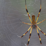 Sonhar com teia de aranha: o que isso significa? Veja mais!