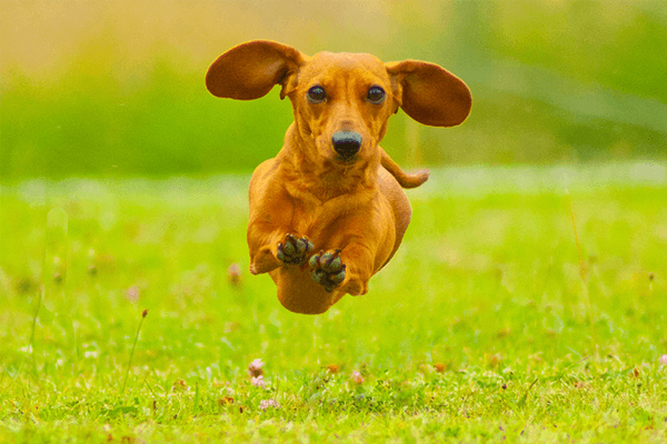 Sonhar com animais: o que isso quer dizer? Veja aqui! Sonhar com animais: o que isso quer dizer? Veja aqui!