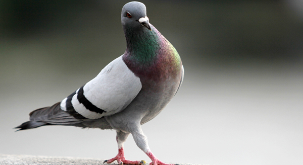 Sonhar com pombo: o que isso quer dizer? Significados aqui!