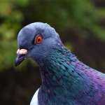 Sonhar com pombo: o que isso quer dizer? Significados aqui!