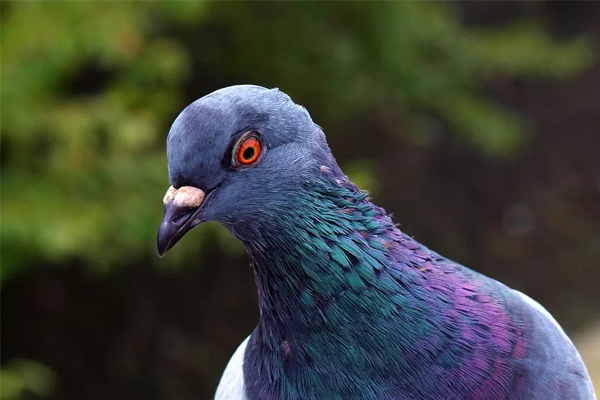 Sonhar com pombo: o que isso quer dizer? Significados aqui!