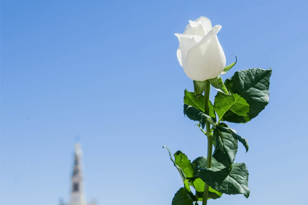 Sonhar com rosa branca: o que isso significa? Veja mais