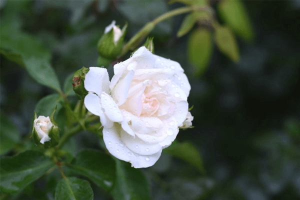 Sonhar com rosa branca: o que isso significa? Veja mais