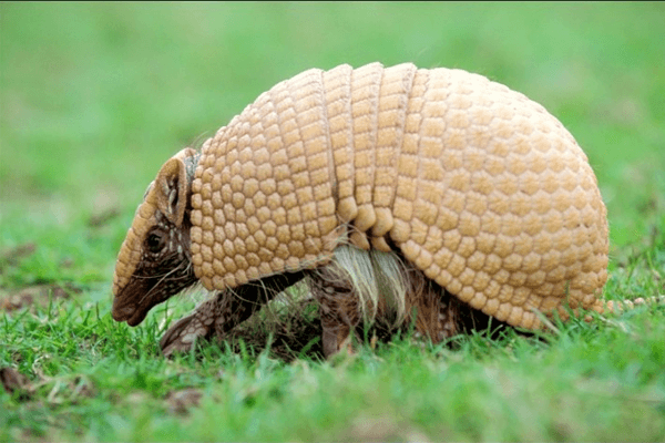 Sonhar com tatu: o que significa? Veja aqui!