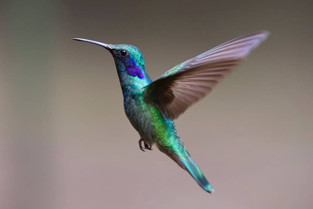 Sonhar com beija flor: o que isso significa? Veja aqui!