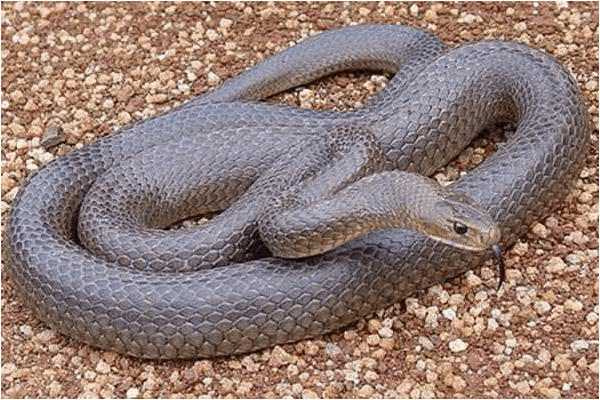 Sonhar com cobra cinza: o que isso significa? Veja aqui!