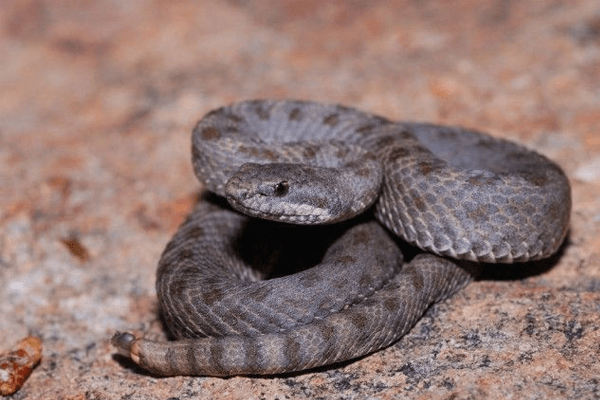 Sonhar com cobra cinza: o que isso significa? Veja aqui!