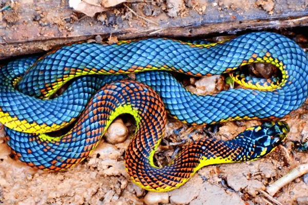 Sonhar com cobra azul: Azul claro, escuro, com preto, com vermelho e mais!