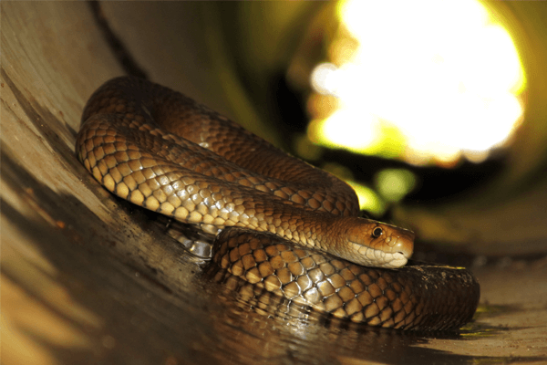 Sonhar com cobra marrom: o que isso significa? Veja aqui!