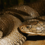 Sonhar com cobra marrom: o que isso significa? Veja aqui!