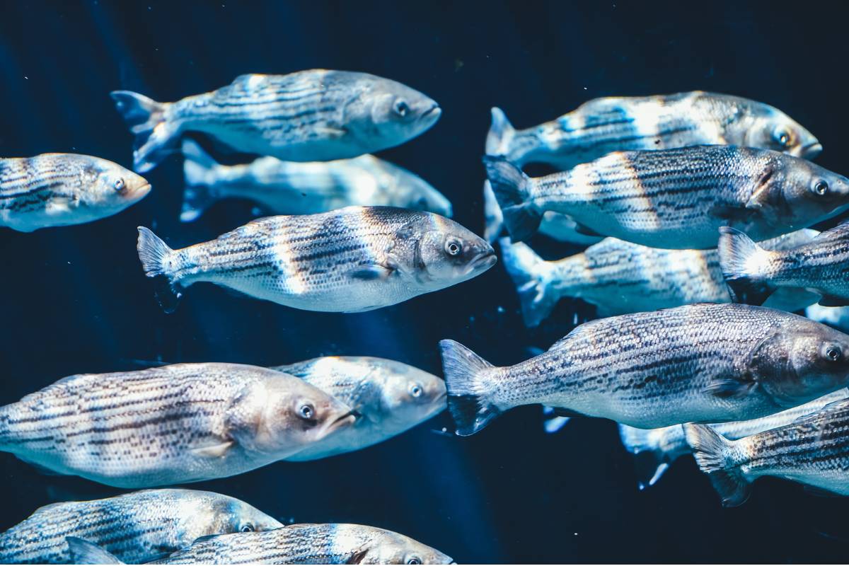 Sonhar com Peixe - O Que Significa? Entenda...
