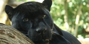 Sonhar com onça preta
