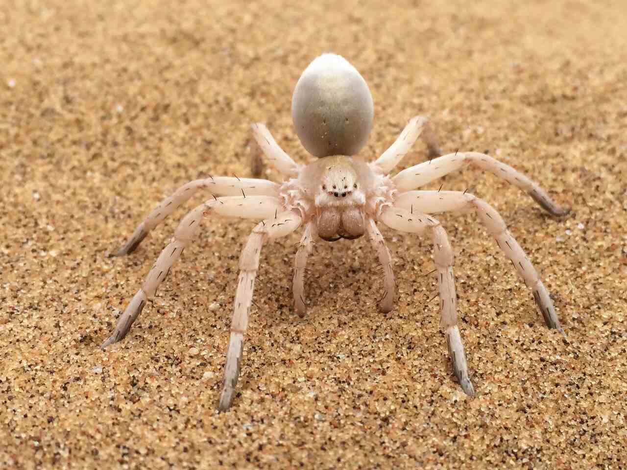 Sonhar Com Aranha: Teia, Caranguejeira, Picada, Matou Aranha – O Que Significa? Entenda…