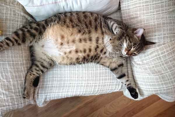 Sonhar com gato gordo