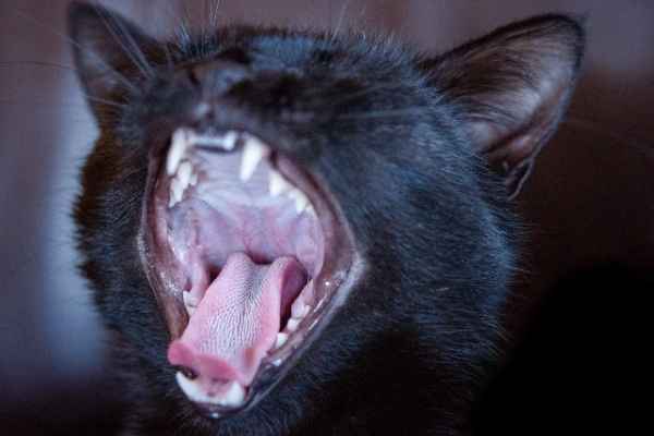 Sonhar com gato preto atacando