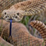 Sonhar com cobra cascavel – O que isso significa? Confira as resposta, aqui!