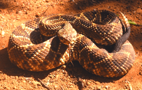 Sonhar com cobra dando bote: preta, verde, marrom, cascavel e mais!