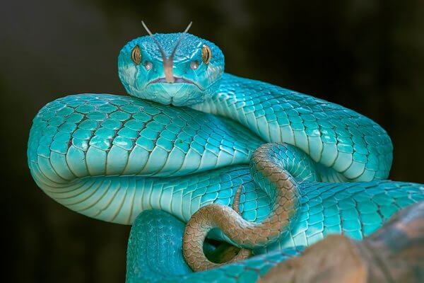 Cobra Coral Azul da Malásia 