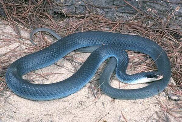 O que significa Sonhar com Cobra Azul?