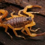 Sonhar com escorpião amarelo – O que significa? Confira tudo aqui!