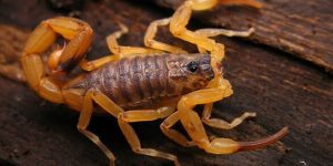 Sonhar com escorpião amarelo