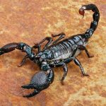 Sonhar com escorpião-preto – Atacando, Venenoso, O que significa?