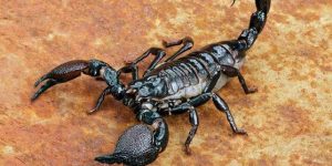 Sonhar com escorpião-preto
