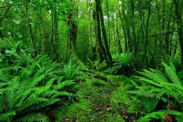 Sonhar com floresta