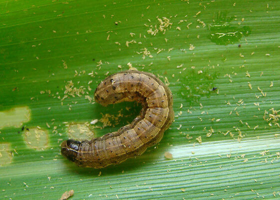 Sonhar com lagarta