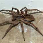 Sonhar com aranha grande: o que significa? Descubra os resultados, aqui!