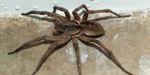 Sonhar com aranha grande