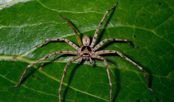 Sonhar com aranha grande
